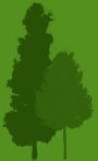 Tree icon