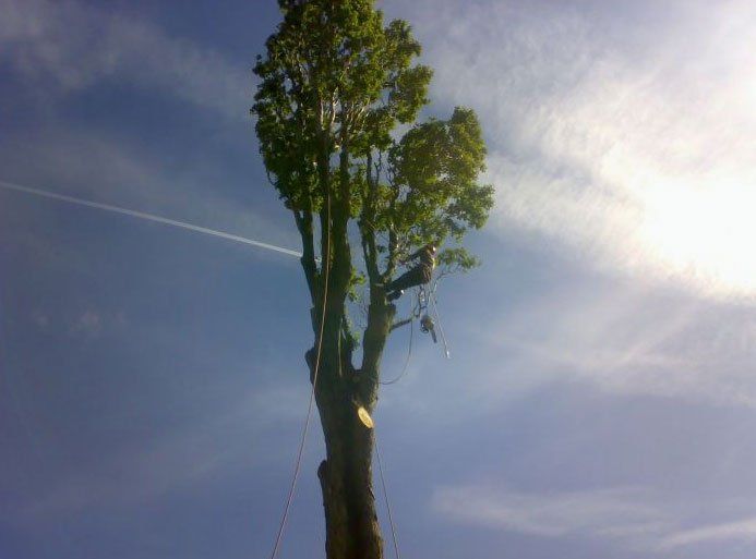 A man is climbing a tree with a chainsaw on a sunny day.