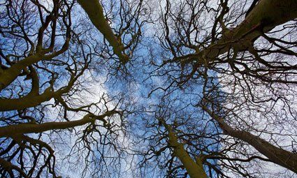 Tree pathology