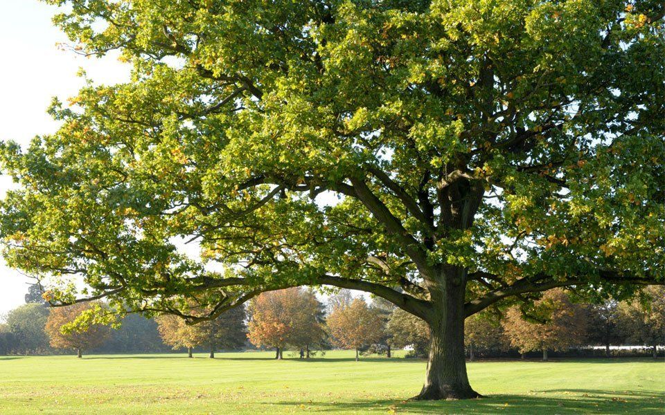 Professional tree work