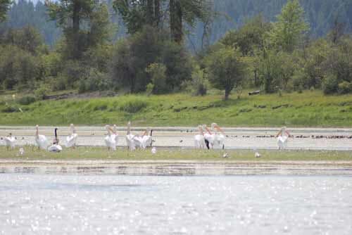 Birds On River — Retirement Communities in Spokane, WA Birds On River — Retirement Communities in Spokane, WA