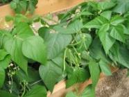 aquaponics, aquaponics vegetables