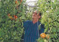 aquaponic tomatoes, aquaponics