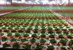 ntf systems, aquaponic lettuce, aquaponic