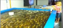 feeding fish, aquaculture tank, fish tank