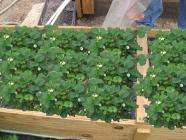aquaponics, aquaponic strawberries, 