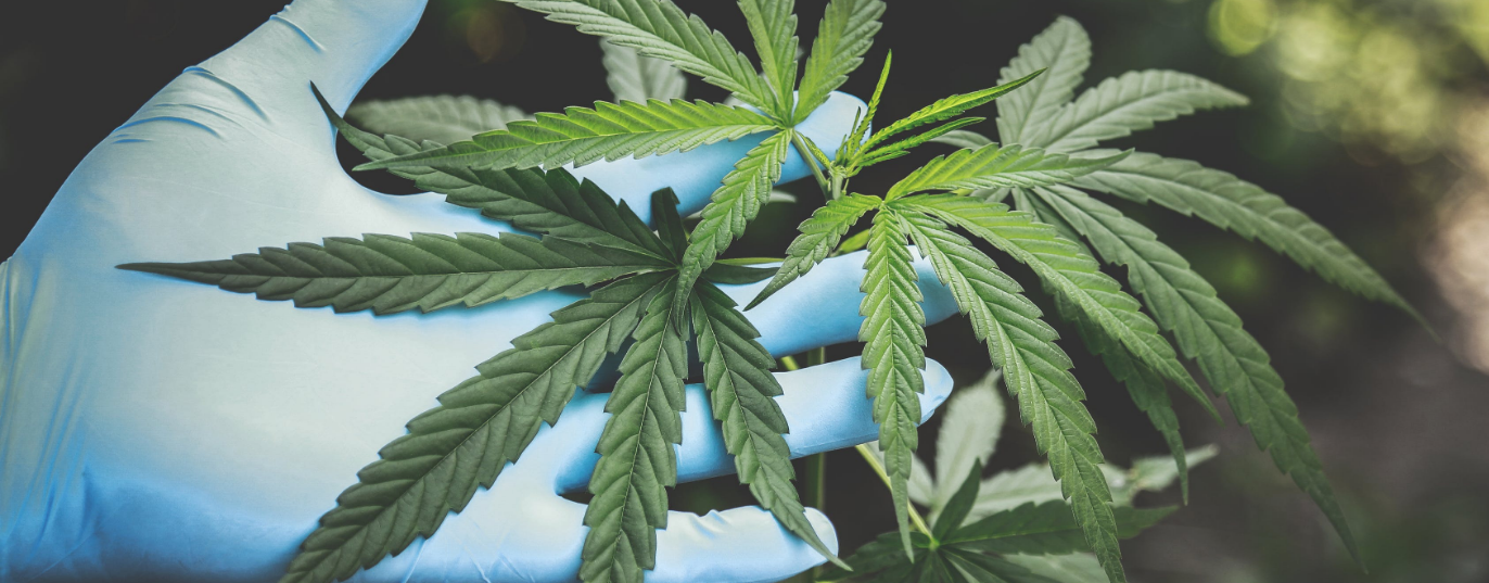 Joey Fuson, Marijuana Defense Attorney in Williamson County, TN Marijuana - Defense Attorney in Williamson County, TN