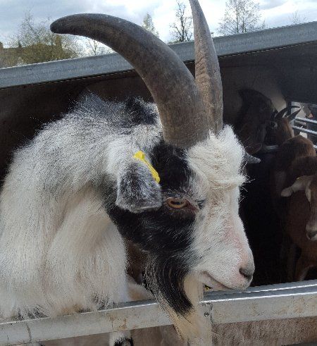 Sheep and goats for sale