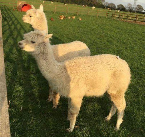 sheep breeds