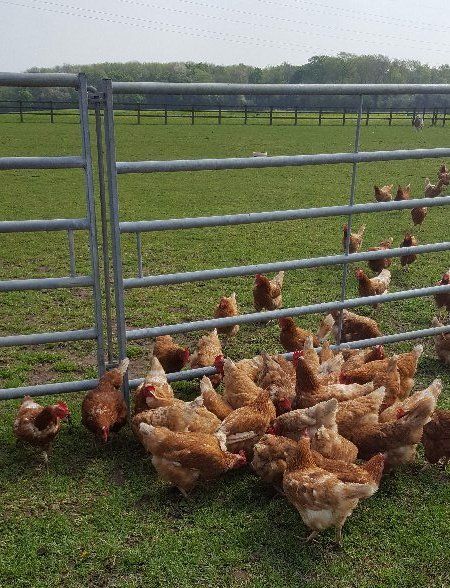 chicken breeder