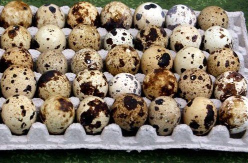 chickens eggs
