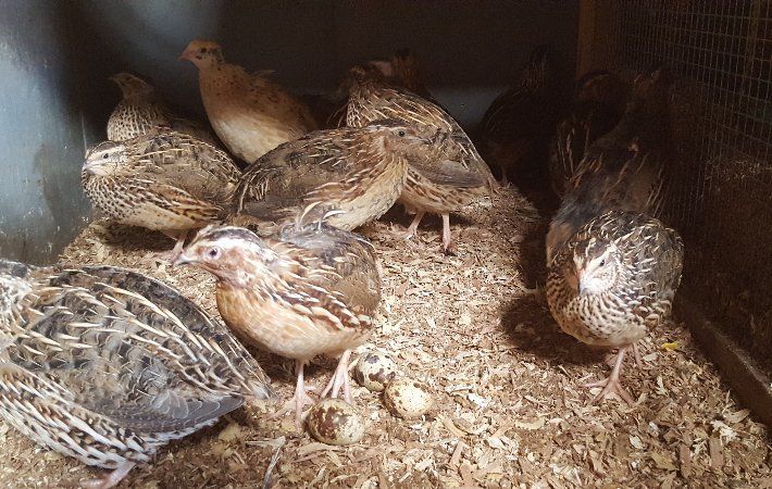 chickens