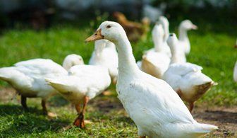 ducks
