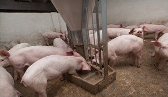 pig accessories