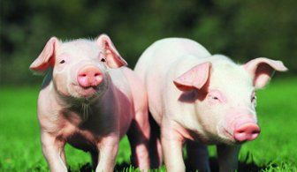 pig sale