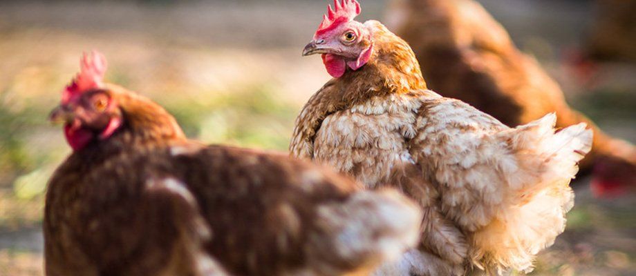 poultry farm
