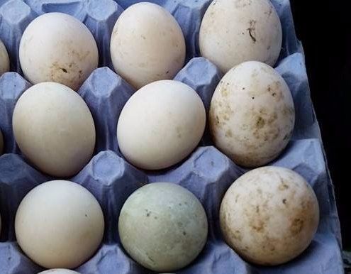 eggs