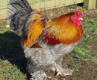 poultry chicken