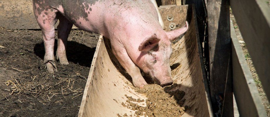 pig feed