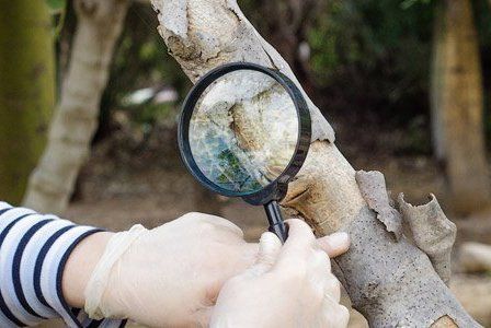 inspecting a tree