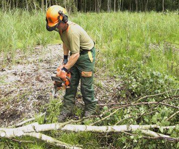 tree cutting