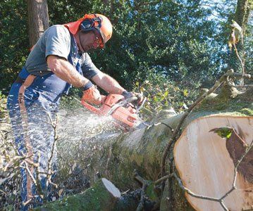 Stump removal