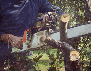 tree surgery