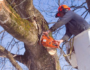 tree care