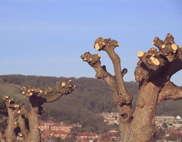 tree felling service