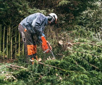 tree felling