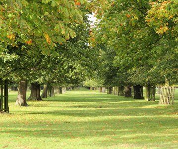 Tree surveys