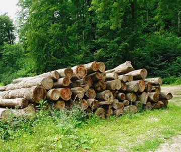Deadwood removals