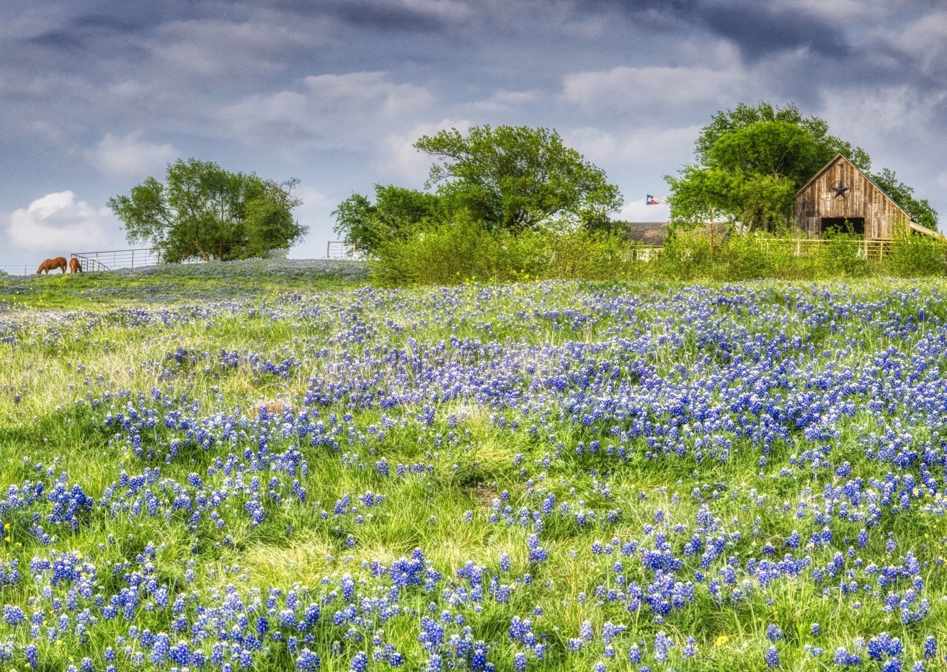 Texas Bluebonnets - Part II, Michael Kroth, Profound Living