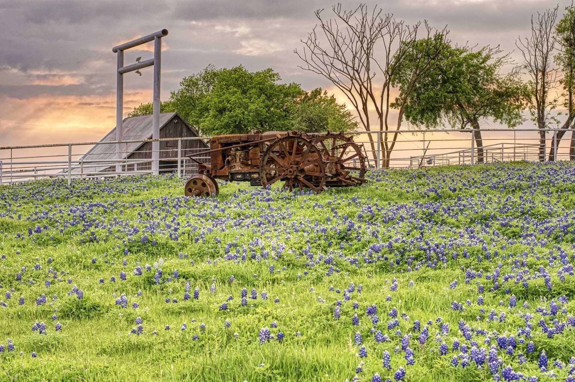 Texas Bluebonnets - Part II, Michael Kroth, Profound Living