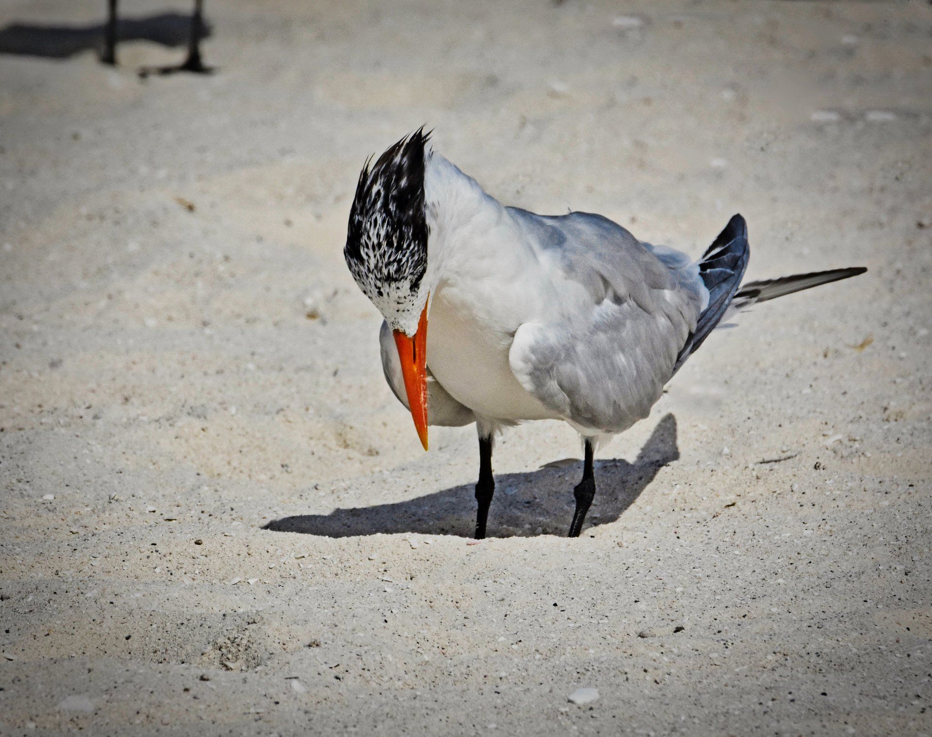 The Gull Marc Christensen Michael Kroth Profound Living