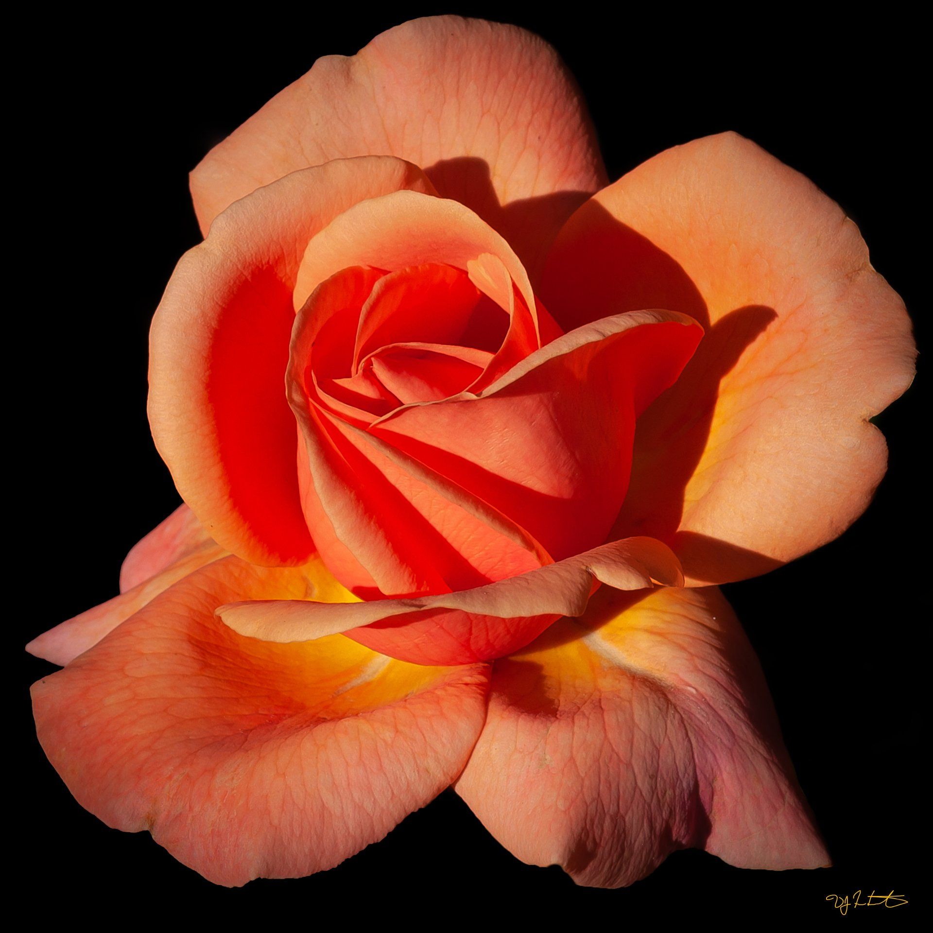 Vinji, Orange Rose
