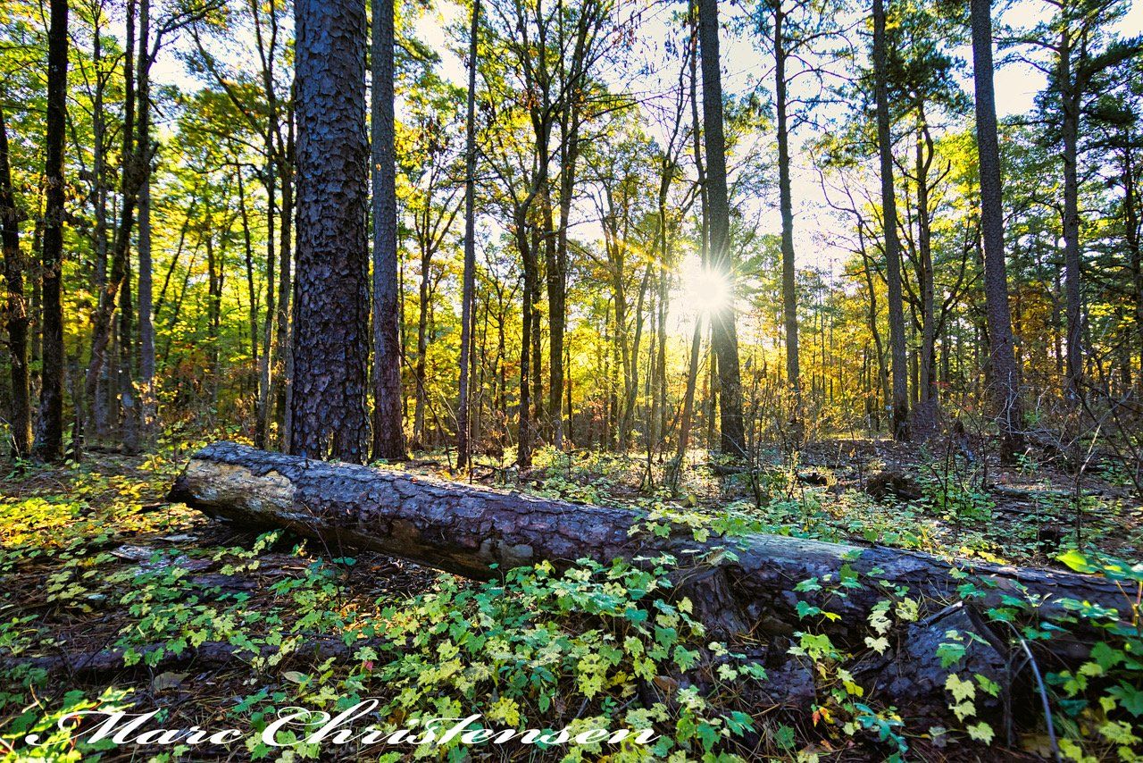 Sunlight Filtering Through Leaves MIchael Kroth Profound Living