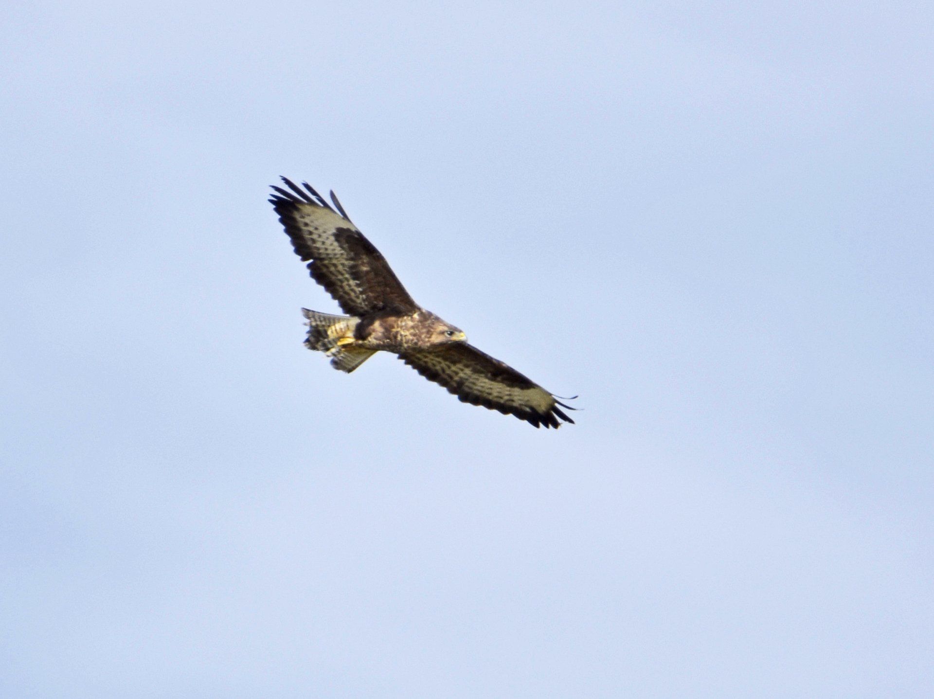 Hawk Photo By Marc Christensen Michael Kroth Profound Living 