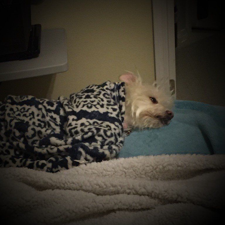 Tink, the wonder dog. Mikey, the humble photographer