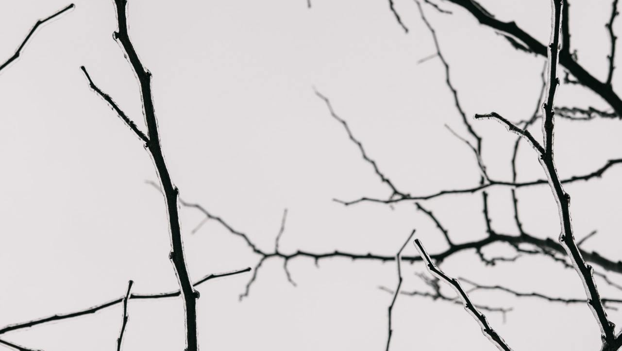 Branches Break Fog-Day , Profound Living, Michael Kroth