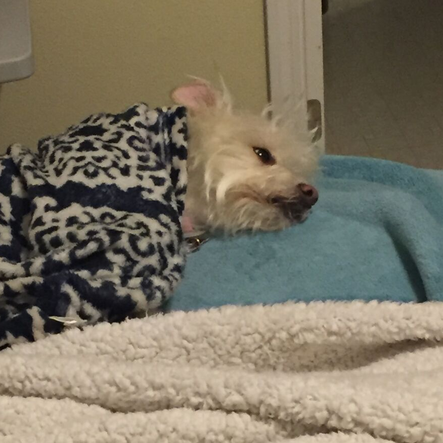 I Have A Floppy - Eared Dog, Profound Living, Michael Kroth