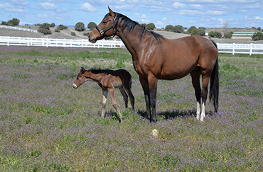 Horses on the Barn Yard — Chino Valley, AZ — Los Caballos Veterinary Service Horses on the Barn Yard — Chino Valley, AZ — Los Caballos Veterinary Service