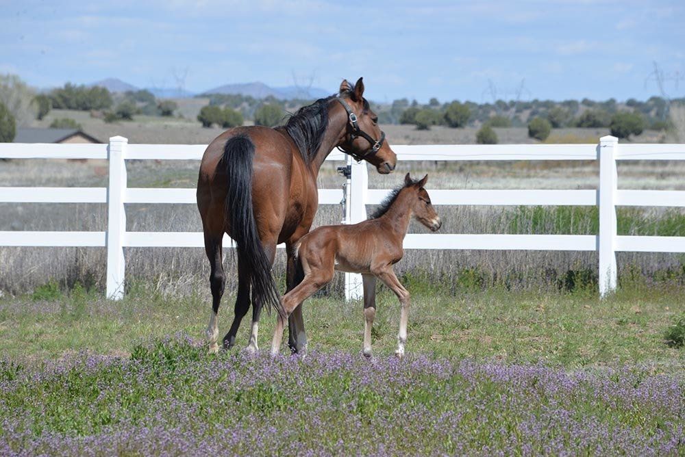Horse And Pony Walking In The Meadow — Chino Valley, AZ  — Los Caballos Veterinary Service