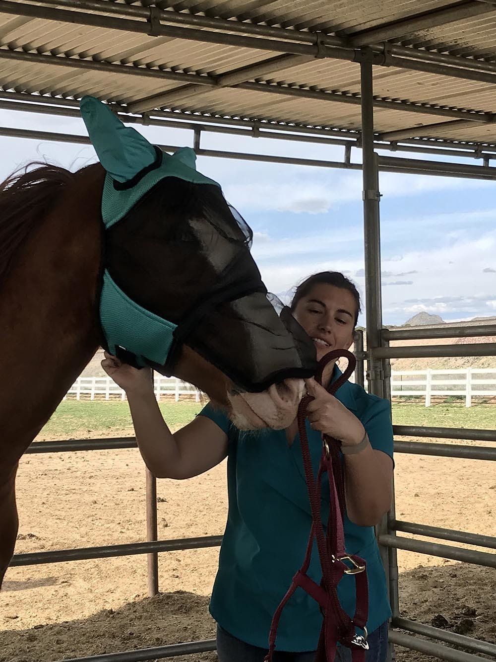 Staff Examining The Horse — Chino Valley, AZ  — Los Caballos Veterinary Service