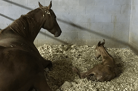 Mother and Baby Horse — Chino Valley, AZ — Los Caballos Veterinary Service Mother and Baby Horse — Chino Valley, AZ — Los Caballos Veterinary Service