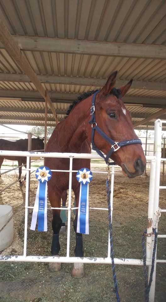 Horse Received Award — Chino Valley, AZ  — Los Caballos Veterinary Service