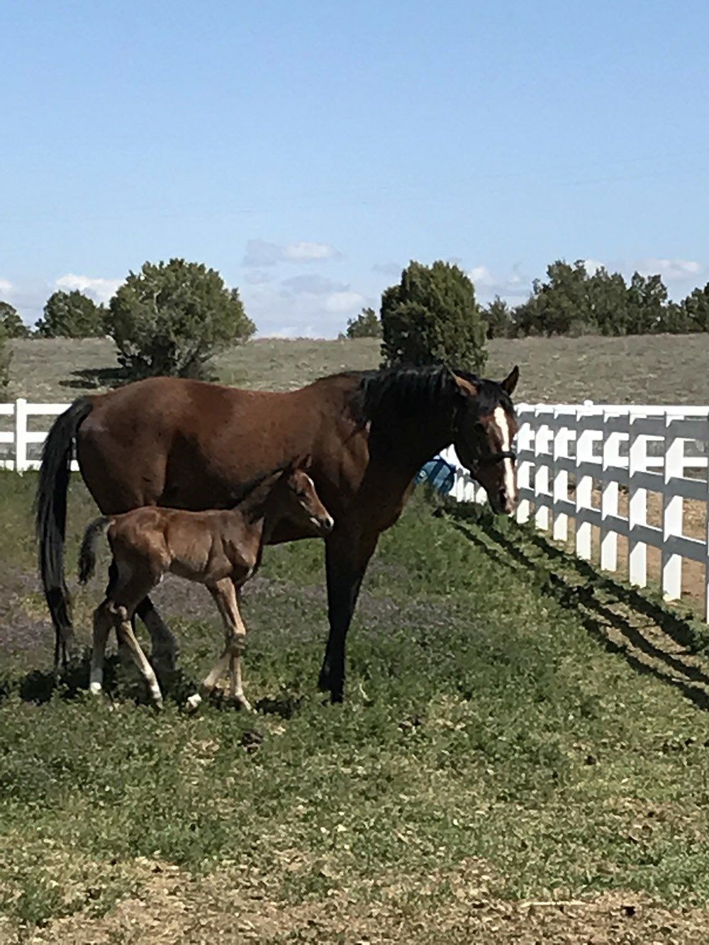 Horse And Pony In The Farm — Chino Valley, AZ  — Los Caballos Veterinary Service