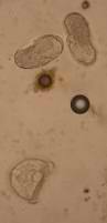 Houseworms — Chino Valley, AZ  — Los Caballos Veterinary Service