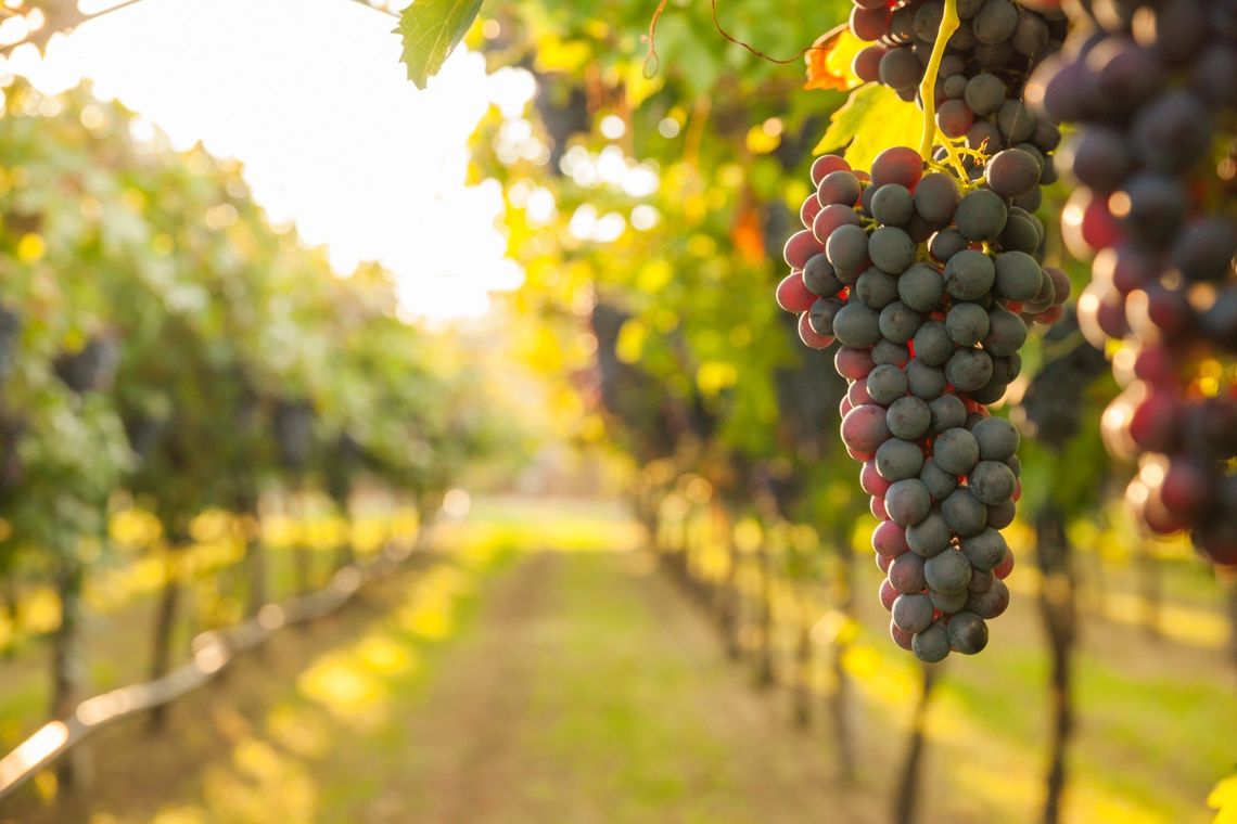 Fili e attrezzature per vigneti
