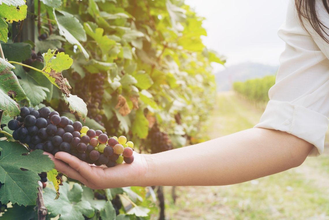 Coltivazione delle vigne